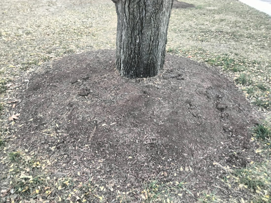 how-to-mulch-around-trees